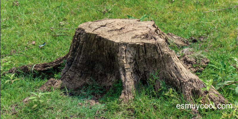 Cómo Pudrir un Tocon de Árbol 1 Cómo Pudrir un Tocon de Árbol
