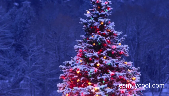Todo lo que necesitas saber sobre los Árboles de Navidad