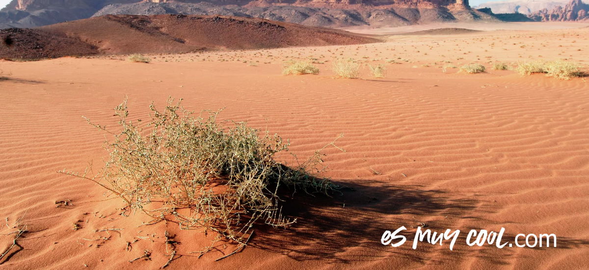 La Cadena Alimenticia del Desierto 1 La Cadena Alimenticia del Desierto