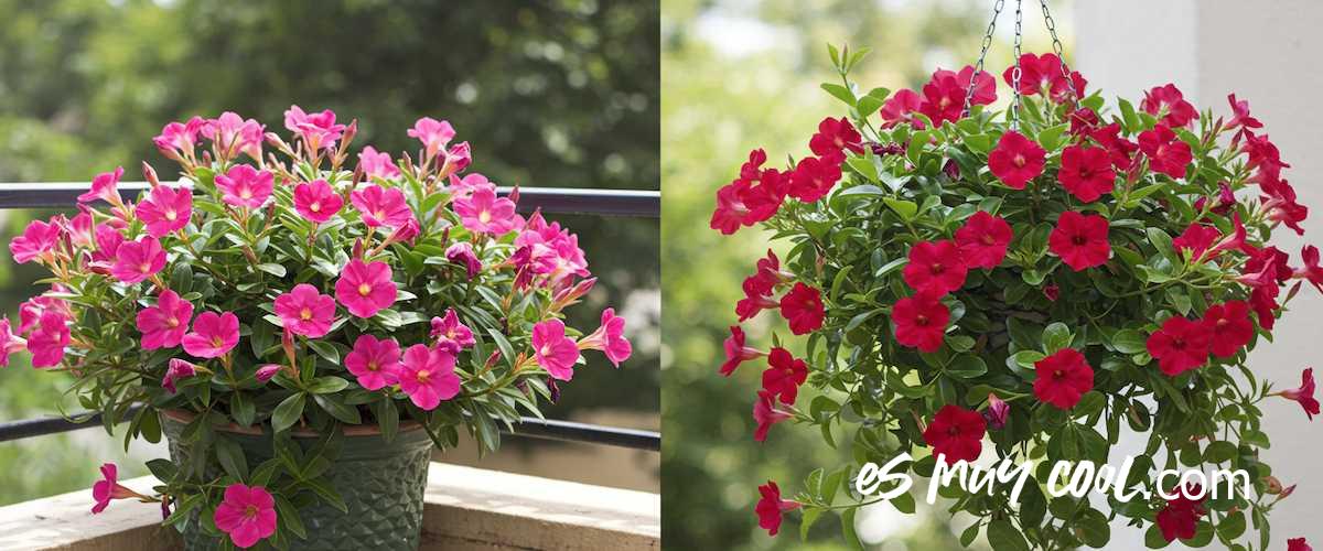 Mandevilla vs. Dipladenia: ¿Son la Misma Planta? ¡Descúbrelo y Acertarás en Tu Jardín!